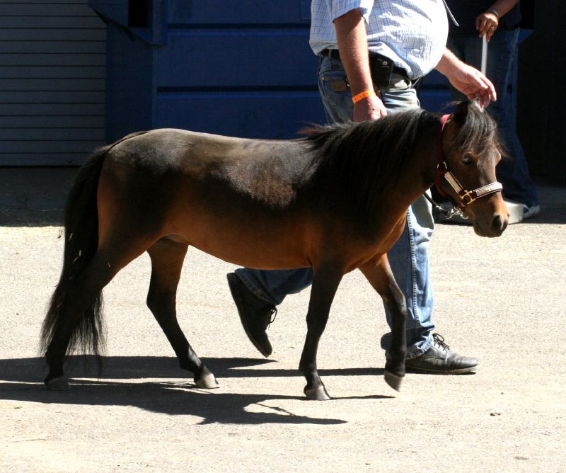 Li'l Sebastian the beloved miniature horse